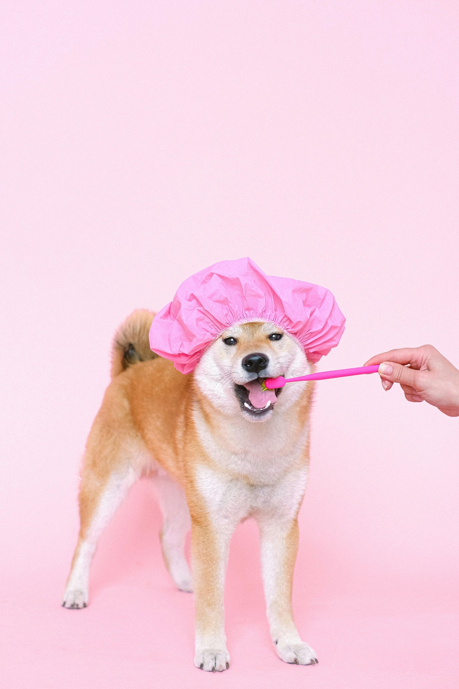 Pet Grooming Tools