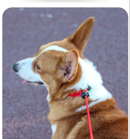 Dog Training Choke Rope Leash – 2-in-1 Slip Lead & Collar, 150cm P-Shape Control Leash for Small to Large Dogs
