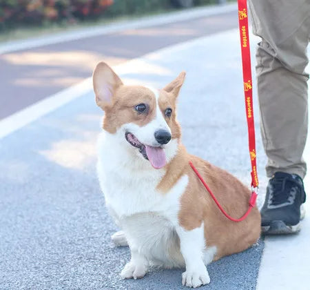 Dog Training Choke Rope Leash – 2-in-1 Slip Lead & Collar, 150cm P-Shape Control Leash for Small to Large Dogs